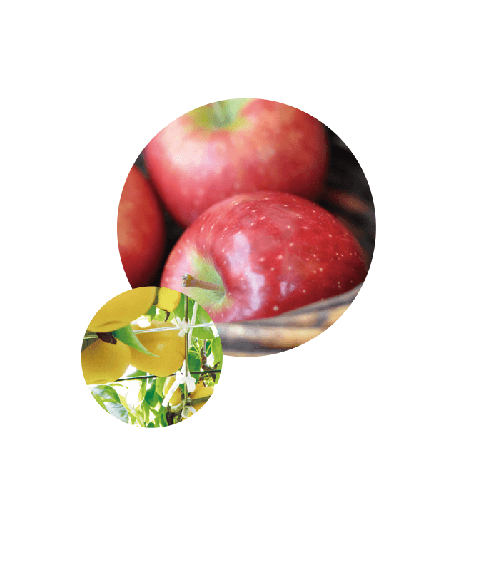 商品は旬の時期にお届け