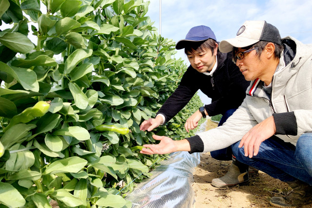 上撰 越冬空豆 2