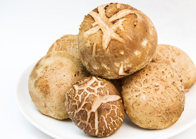 肉厚コリコリ食感【山のアワビ】 2