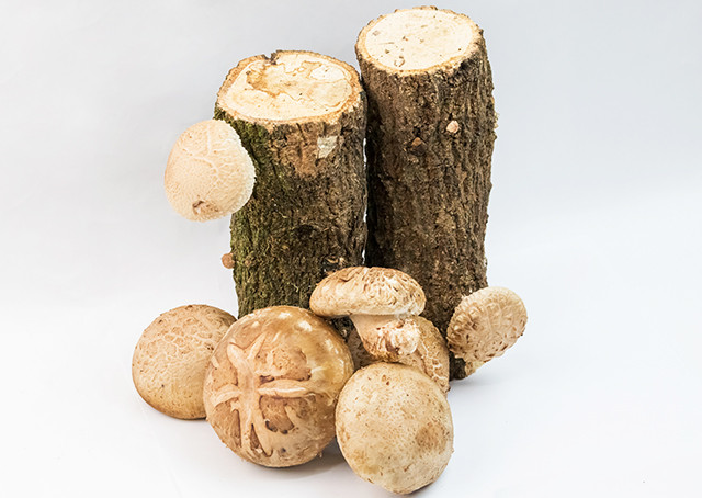 【ふじ】山のアワビ満喫セット 2