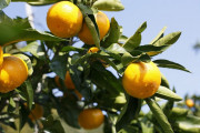 【わかたけ】季節の柑橘類詰め合わせ