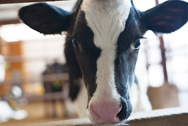 STELLAジェラート 4