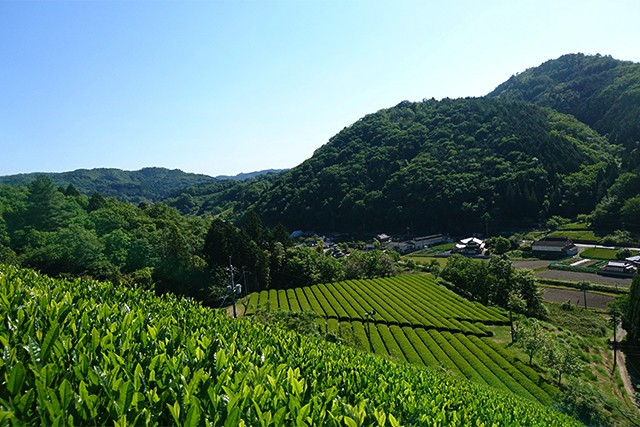 没頭写真