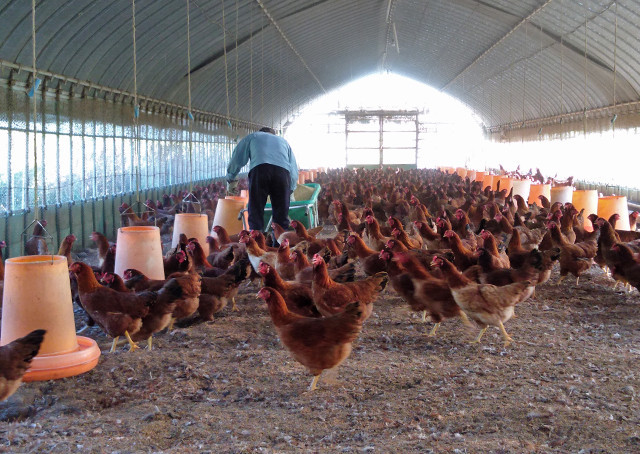 秋田缶 比内地鶏の缶詰２個セット 4