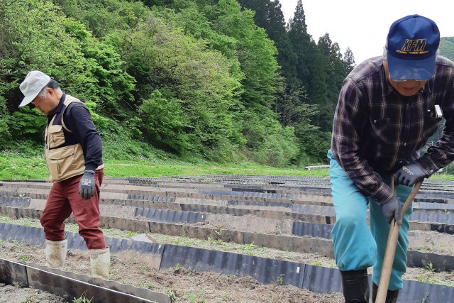 【やまぶき】原木みやま舞茸 4