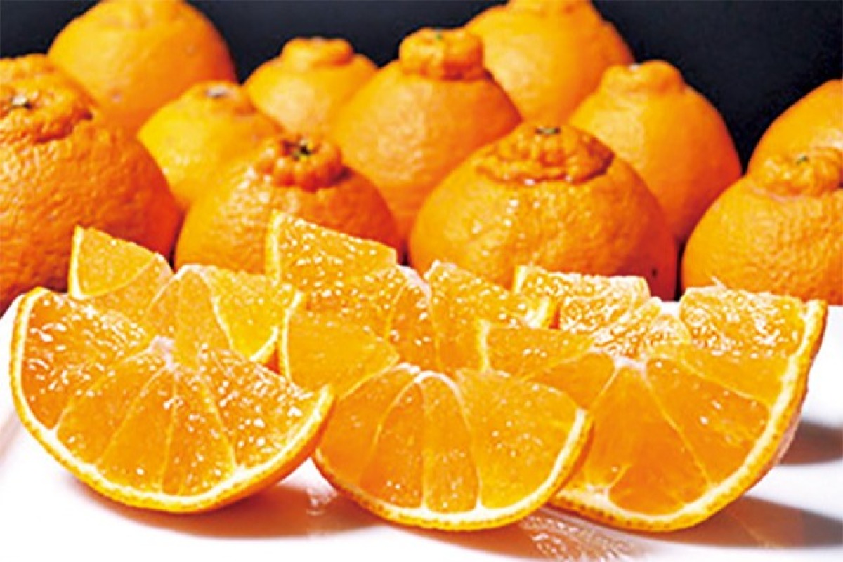 薩摩不知火・温州みかんジュースセット 2