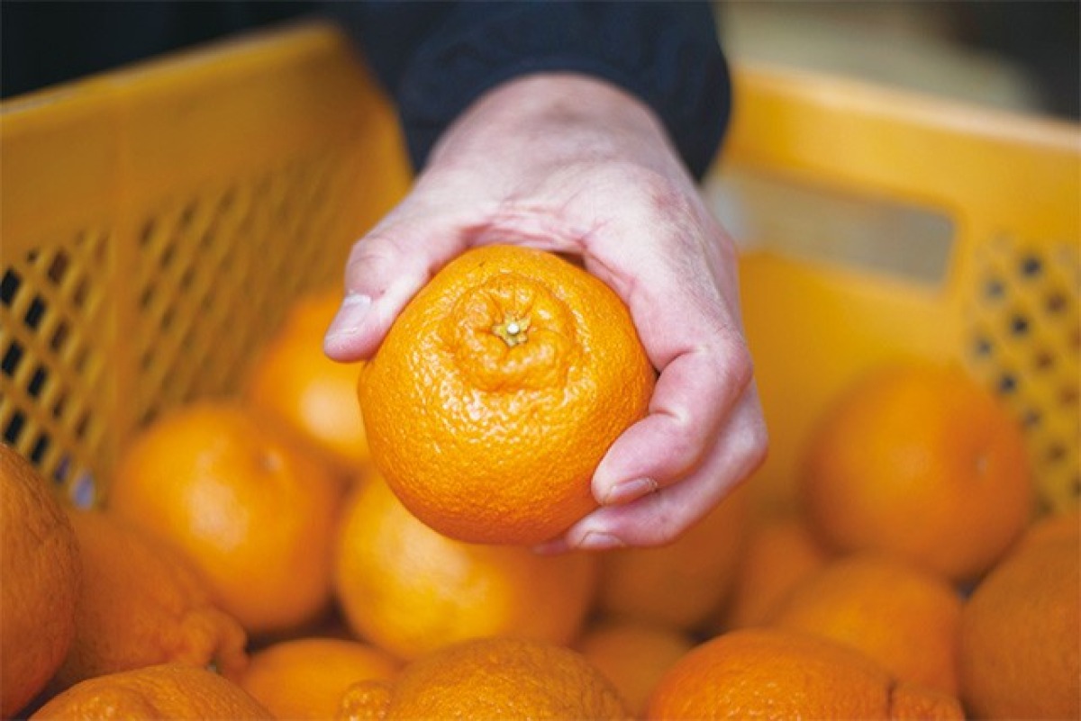 薩摩不知火・温州みかんジュースセット 3