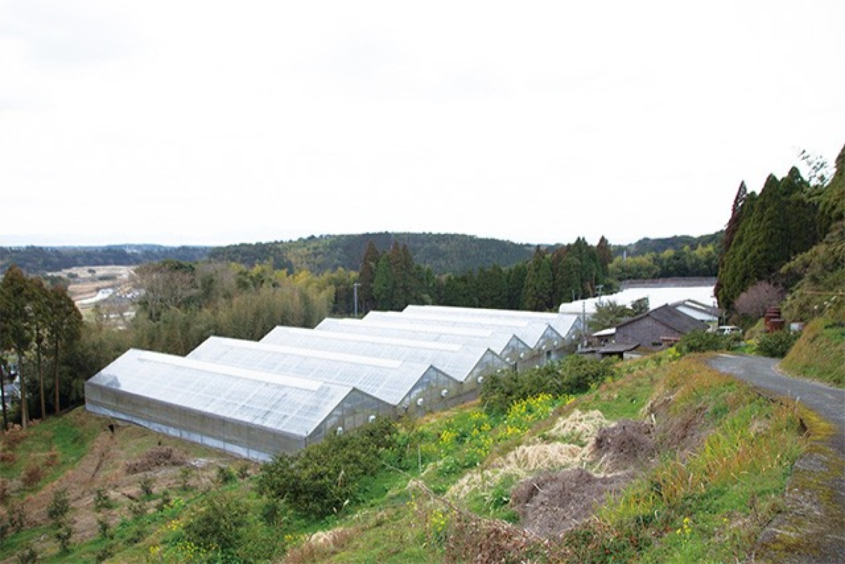 薩摩不知火・温州みかんジュースセット 4