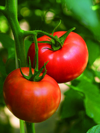 北本トマトカレー（レトルト）3個セット 3