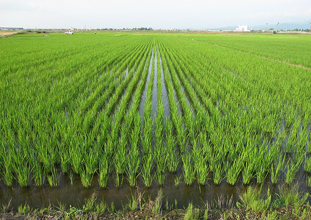 濃厚なよもぎ香る!笹団子粒餡8個冷凍 4