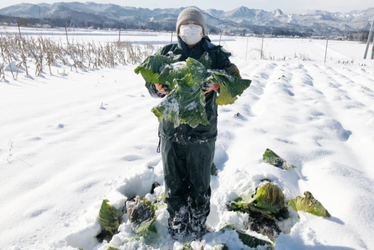 会津野菜2セット（春夏） 2