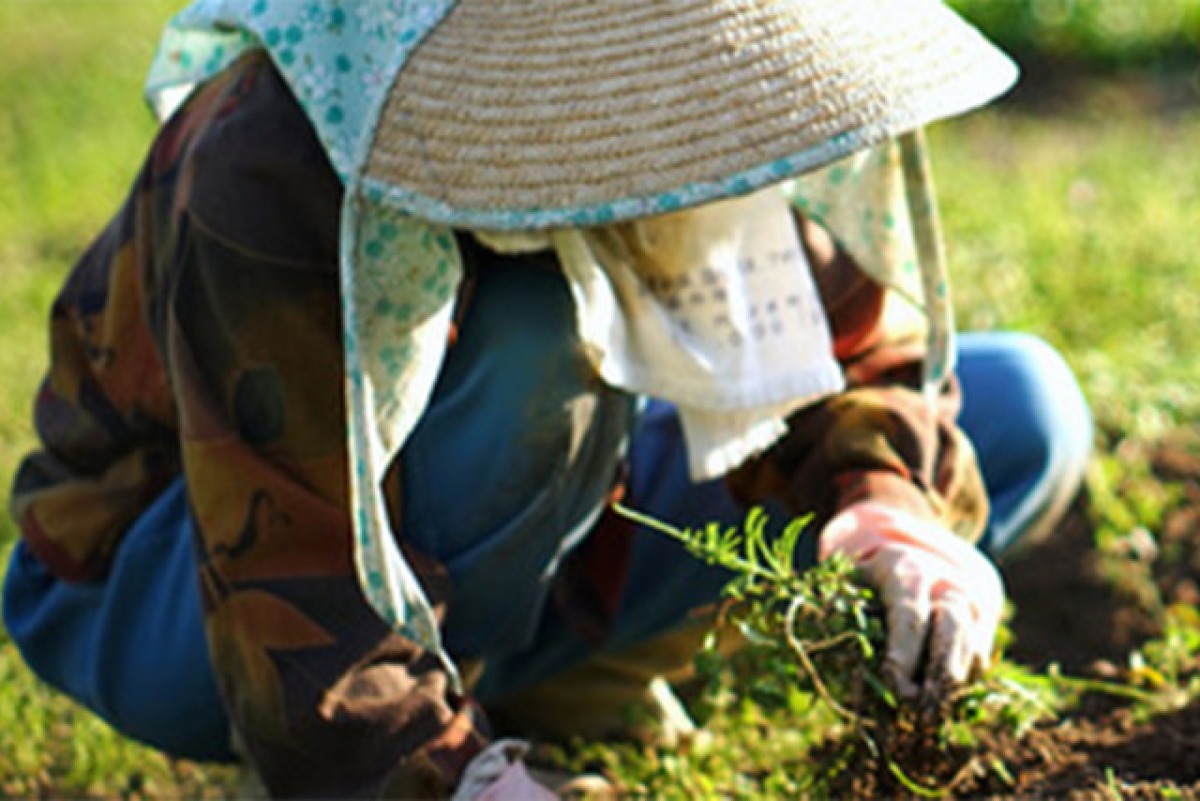 会津野菜2セット（春夏） 4