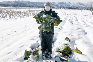 季節の会津野菜(春)