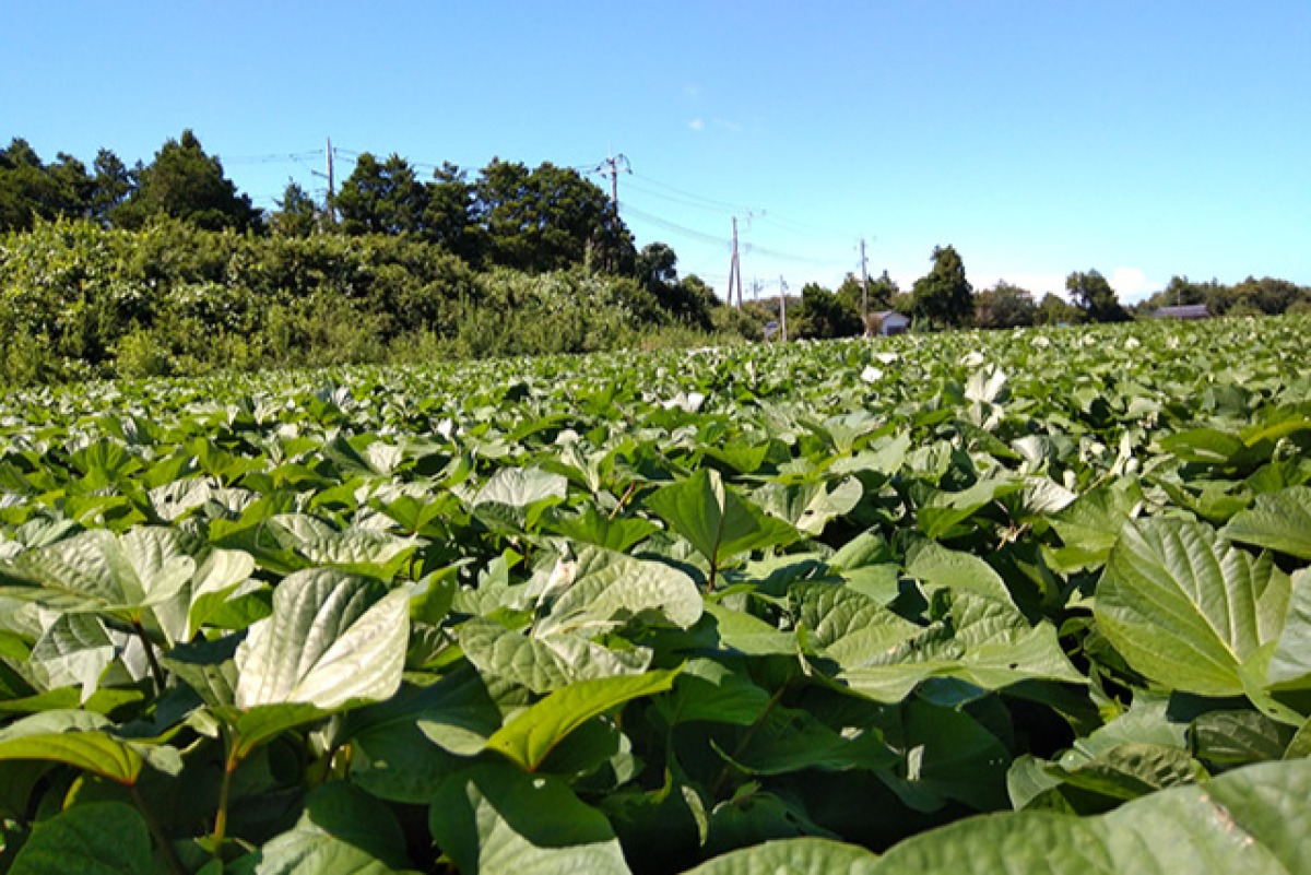 冷凍焼きいも　しらとりスイート 4