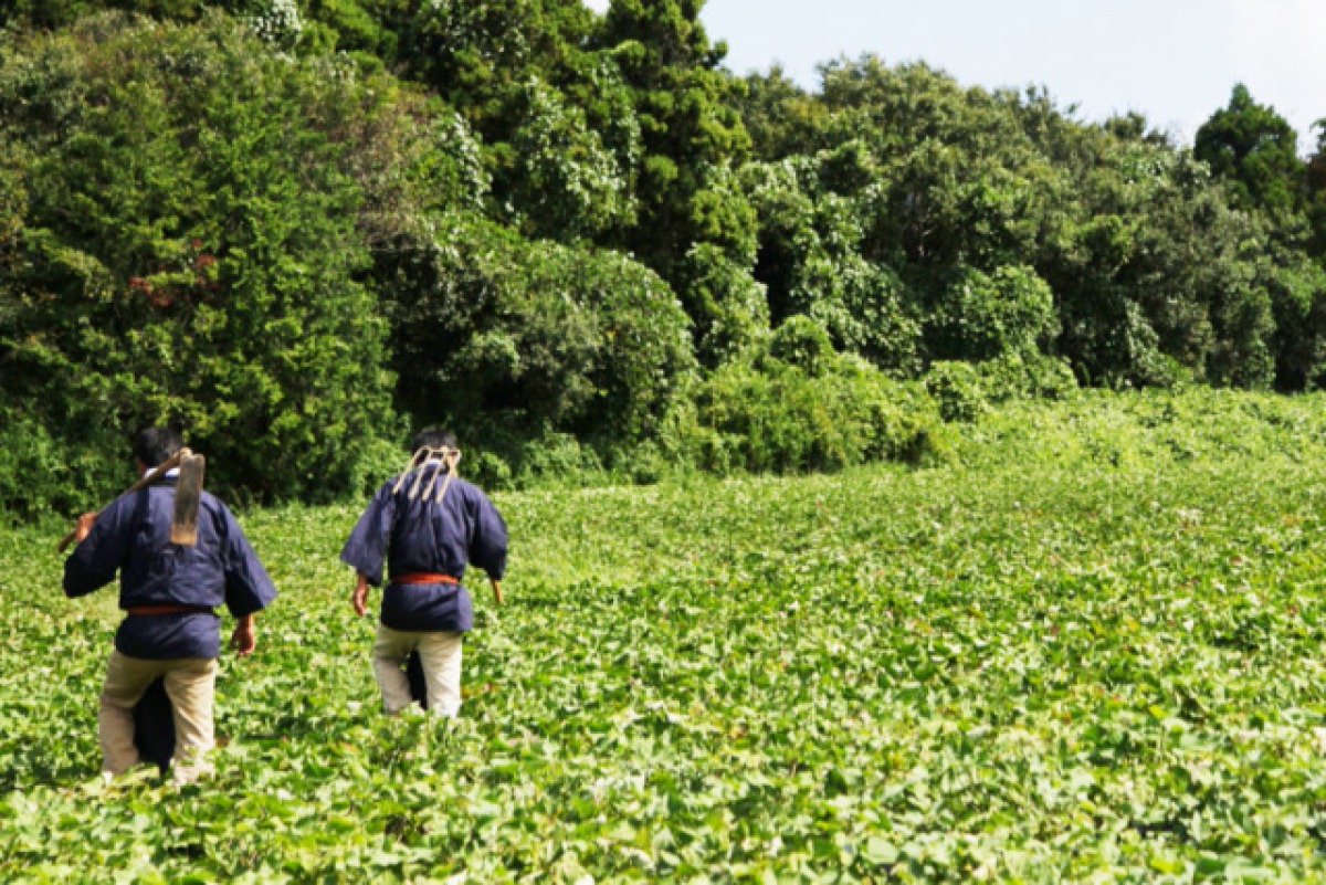 冷凍焼き芋 シルクスィート 3