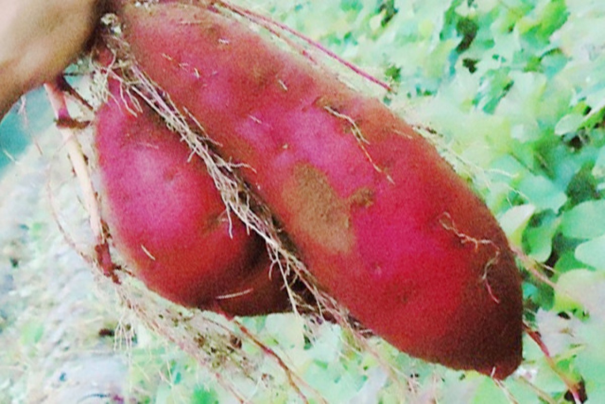 冷凍焼き芋 シルクスィート 4