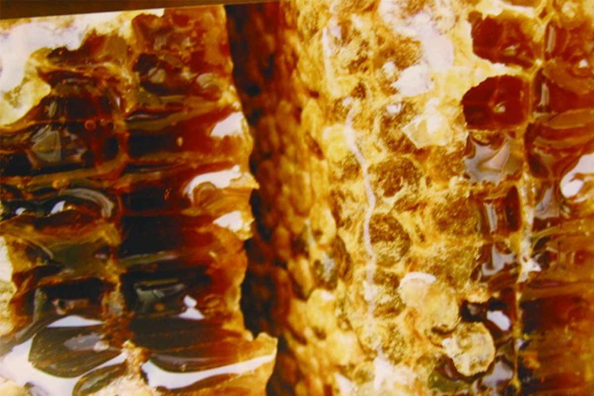 信州日本みつばち　幻の蜂蜜2年物 3