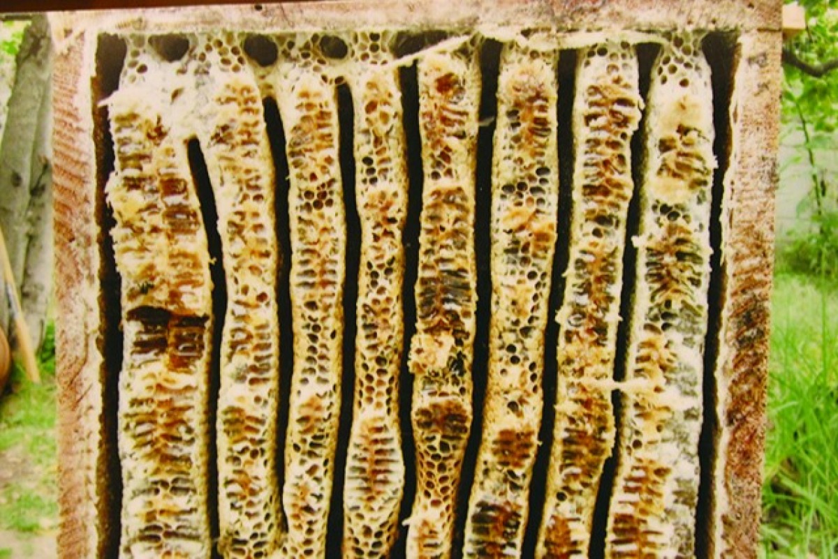 信州日本みつばち　幻の蜂蜜2年物 4