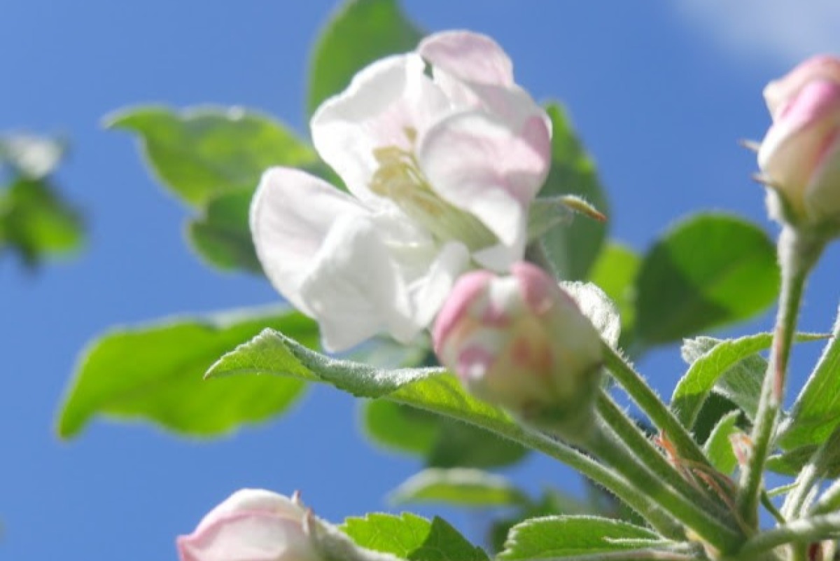 りんごやＳＵＤＡ　サンふじ　りんごジュース　6本入り 4