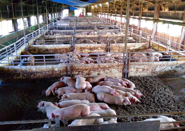 雪乃醸 ベーコンソーセージハムセット(300g) 4