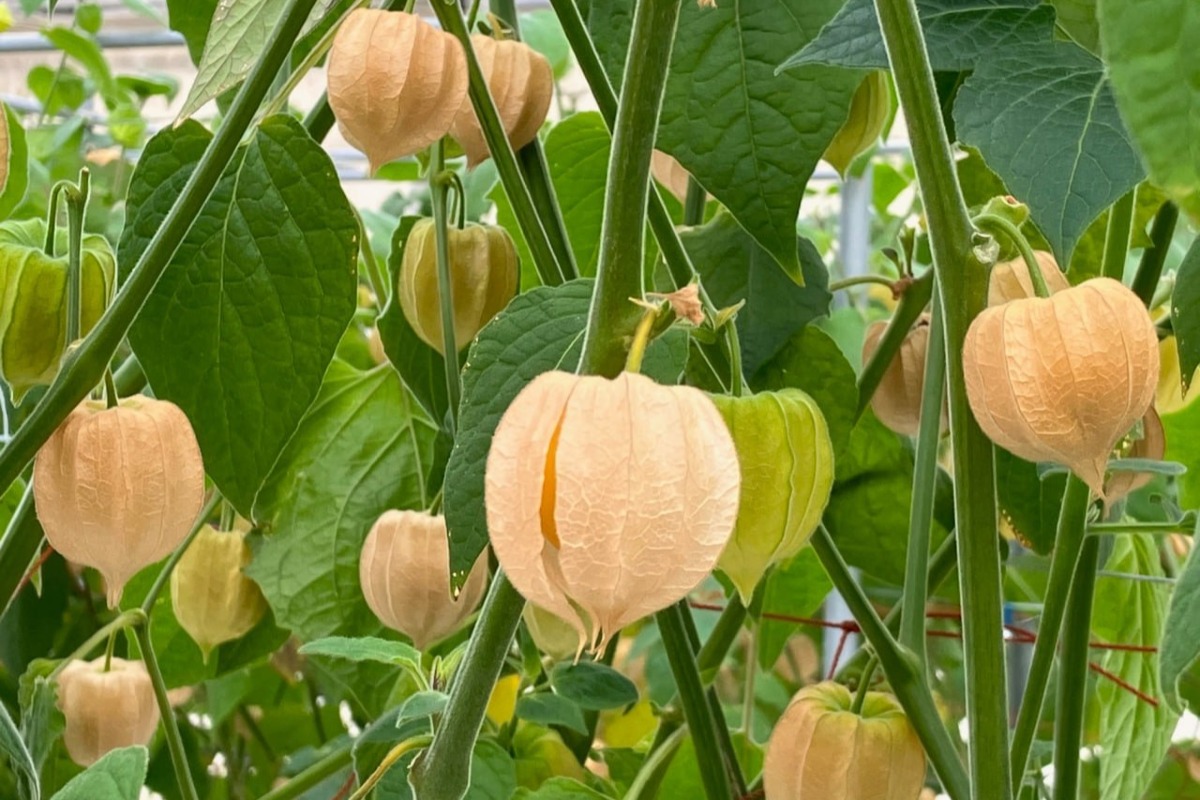 ギュッと凝縮！！セミドライゴールデンベリー（食用ほおずき） 3