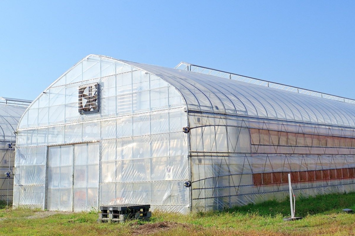 ギュッと凝縮！！セミドライゴールデンベリー（食用ほおずき） 4