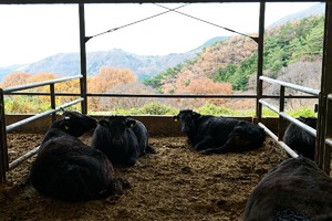 甲州ワインビーフカタロースすき焼き用