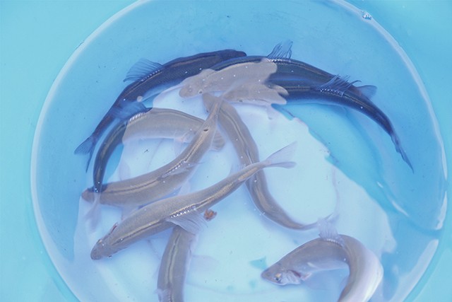 青森・赤石川の金の鮎 2