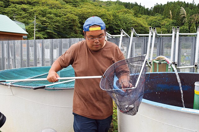 青森・赤石川の金の鮎 3