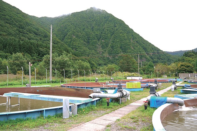 青森・赤石川の金の鮎 4