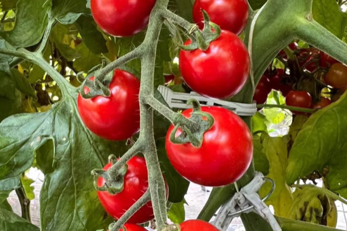 スウィートプリンセス 2