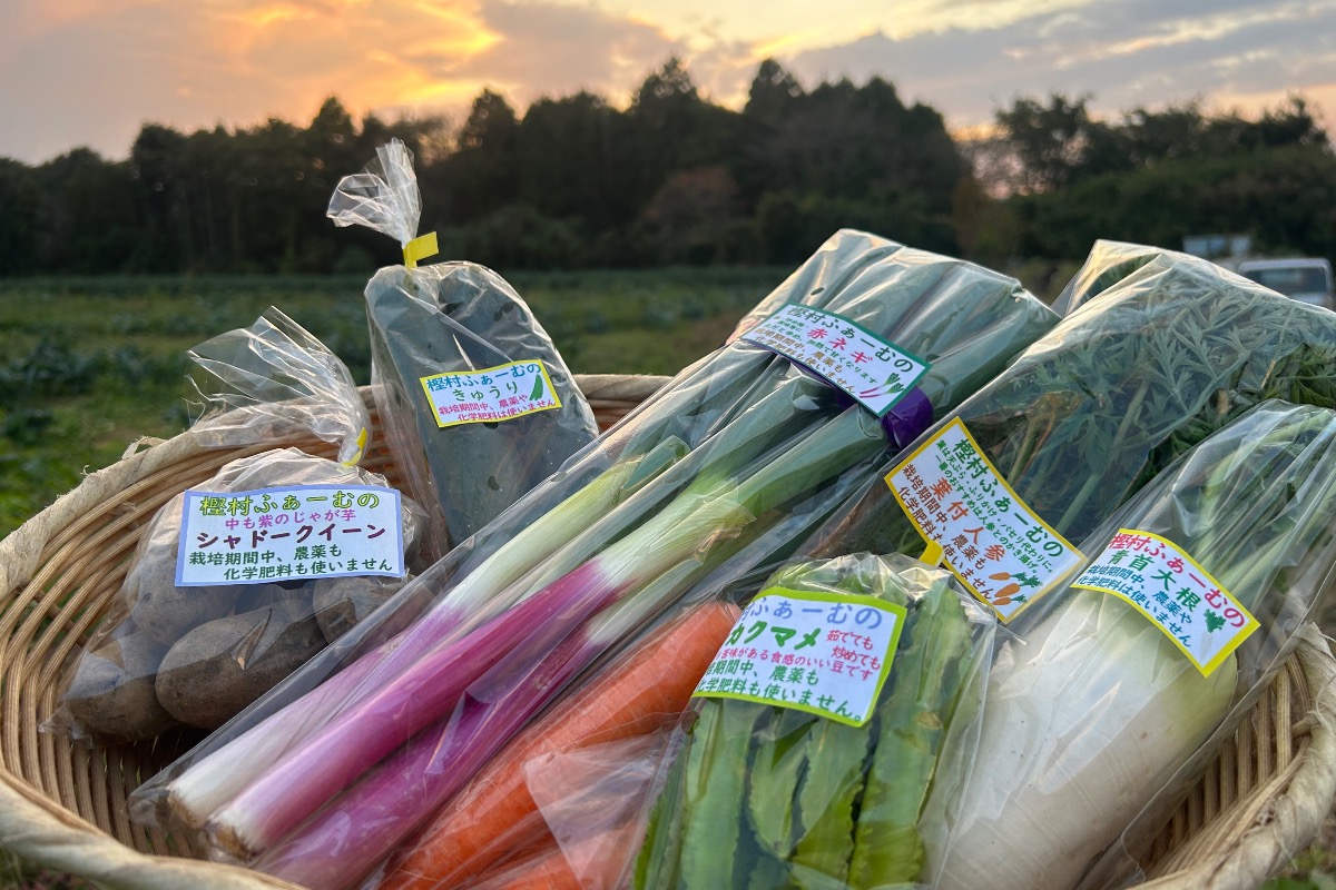 樫村ふぁーむ旬のお野菜BOX