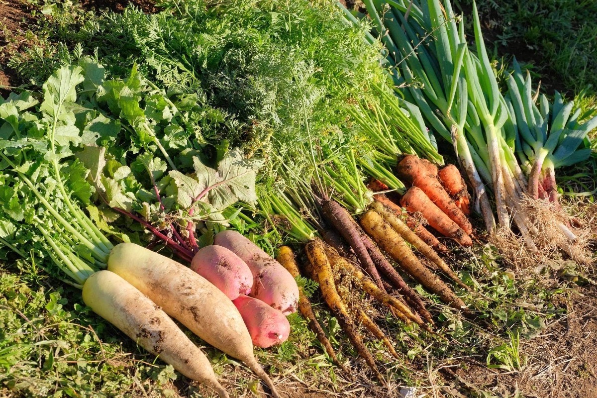 樫村ふぁーむ旬のお野菜BOX 2