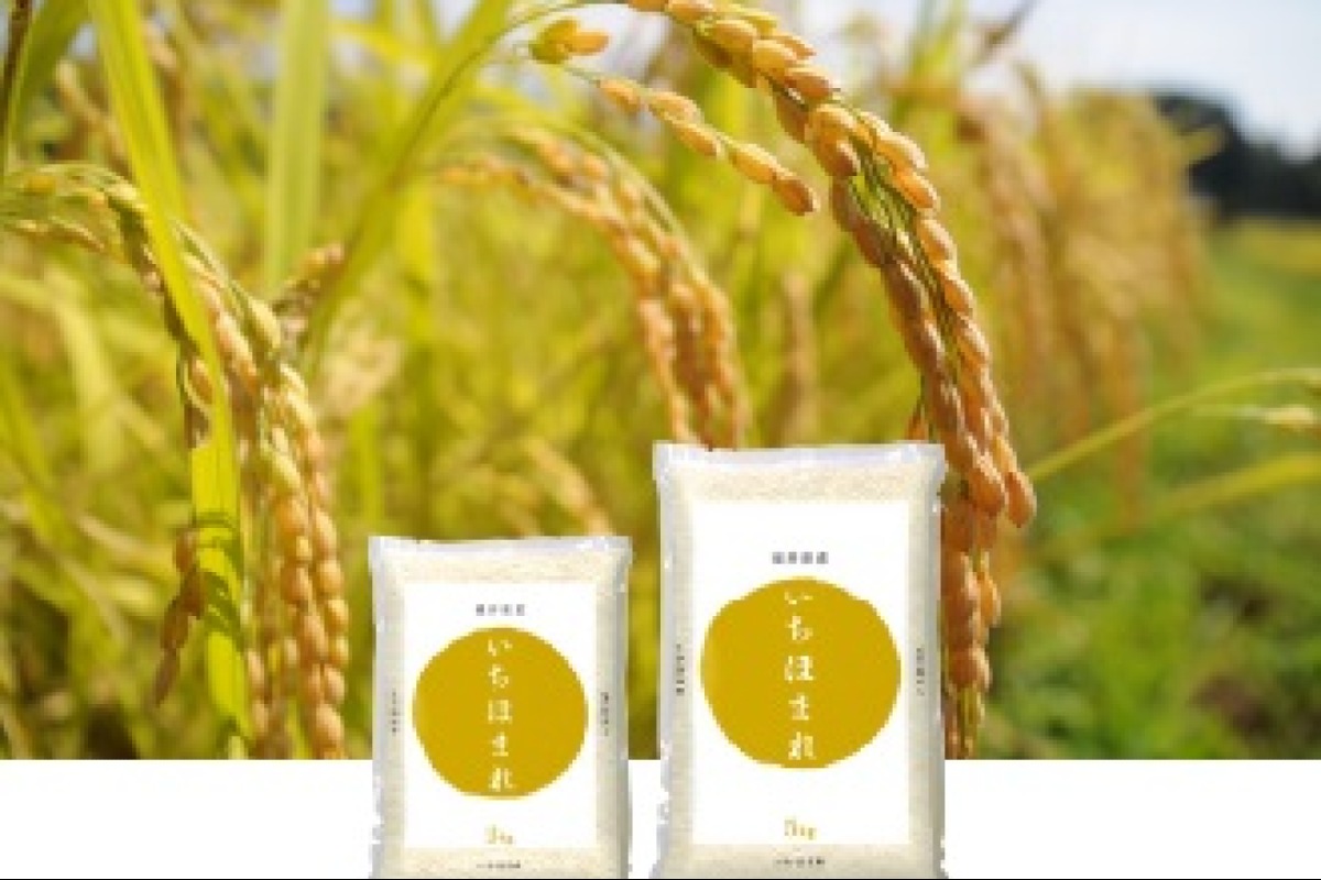 【さくら】福井県産いちほまれ 3