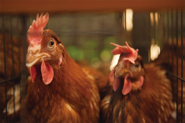 お塩で食す究極の卵かけご飯セット 3