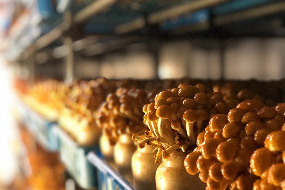 なめこの詰め合わせ 3