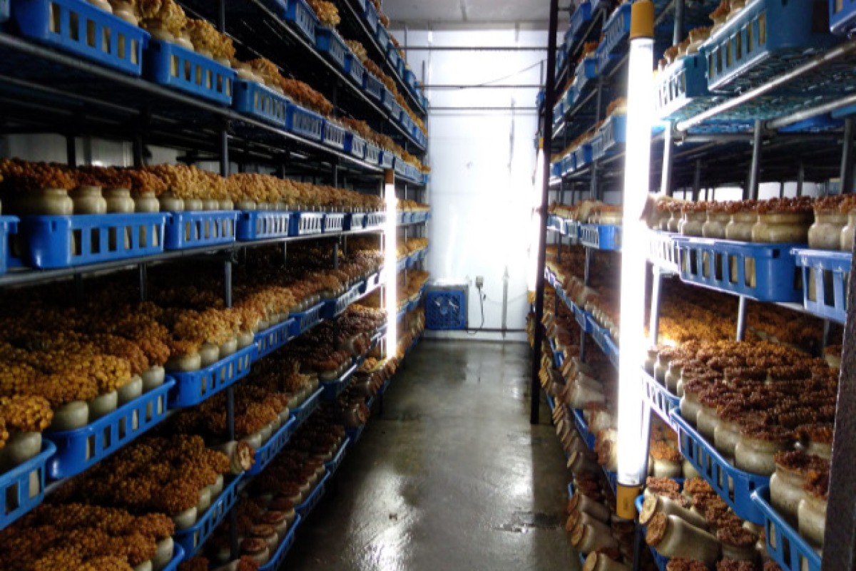 なめこの詰め合わせ 4