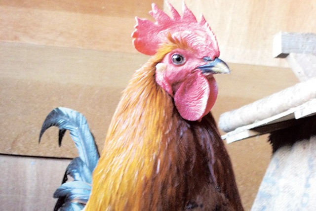 【ふじ】新得地鶏炭火焼 4