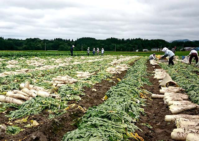 秋田のばっちゃんのしそ漬物ミニサイズ5種 4