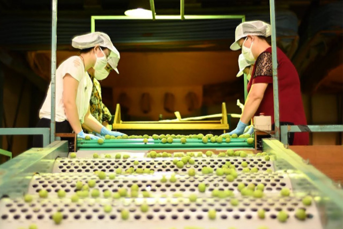 王隠堂農園　桜梅干し 3