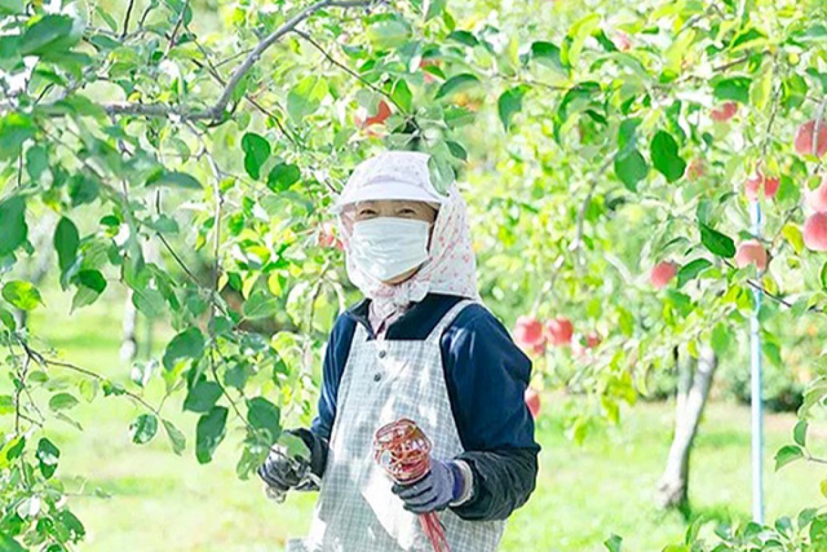 無添加アップルジンジャージュース 3