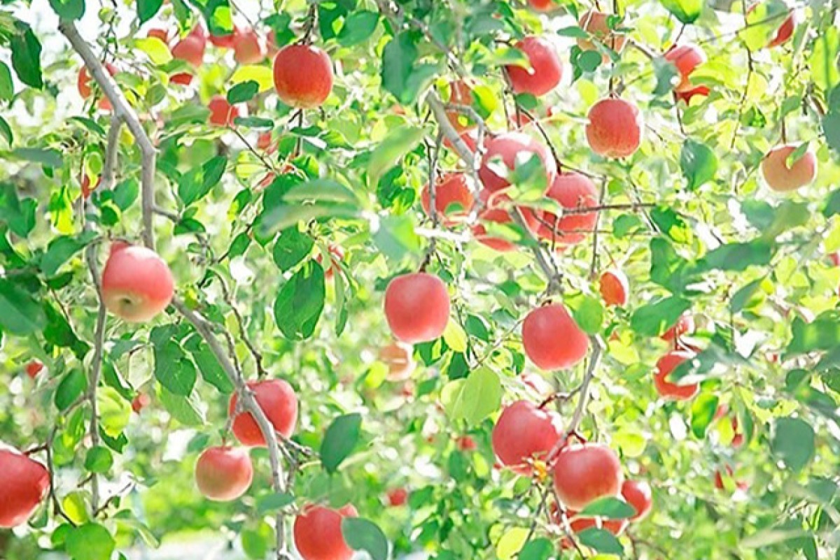 無添加アップルジンジャージュース 4