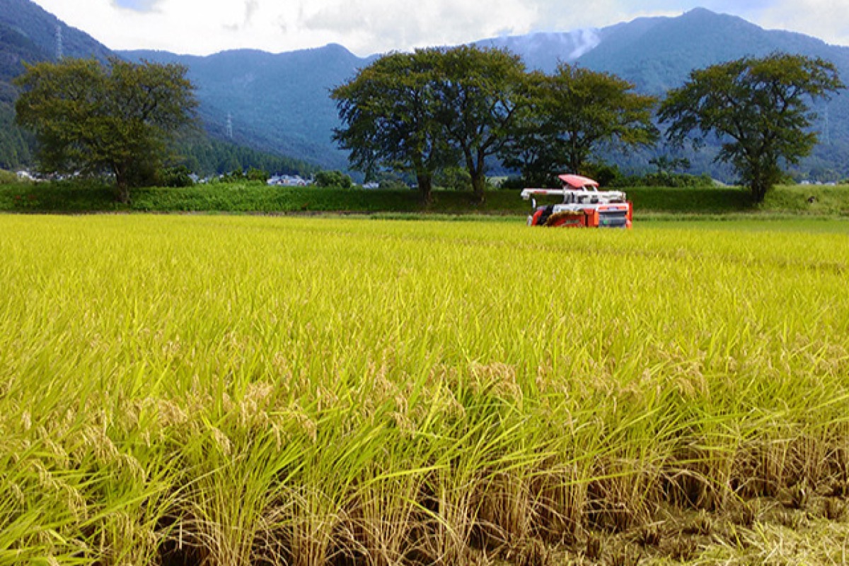 【わかたけ】福井県産いちほまれ 4