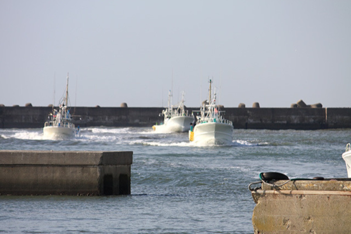 ふっくら干物詰合せ 4