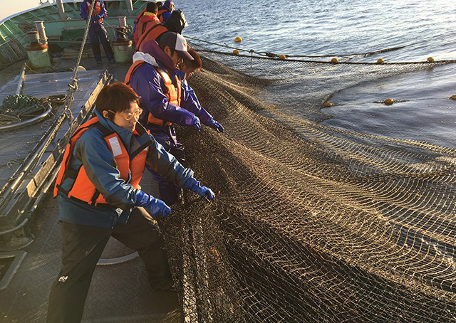 高級焼海苔“群青” 3