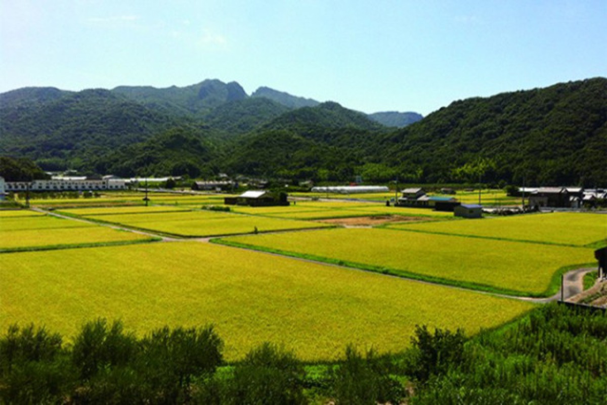 小豆島コシヒカリ100%「安田の郷」 2
