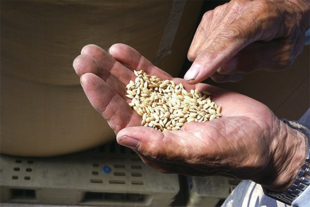 小豆島コシヒカリ100%「安田の郷」 3