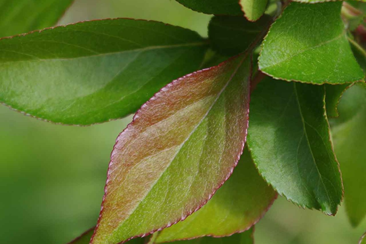 りんご葉の茶5袋入×2個 3