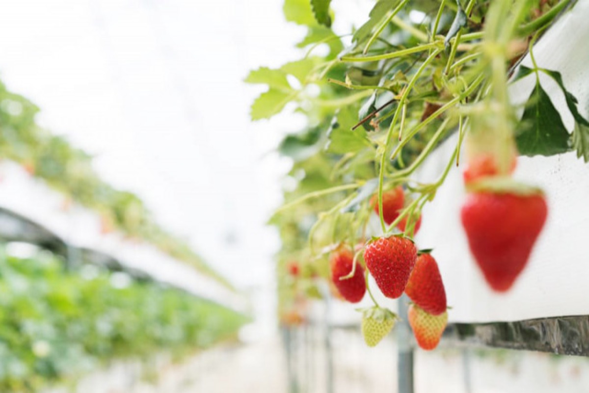 古都のあわ300ml×2本 3