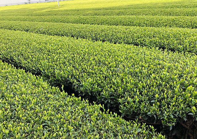 ブラックアーチ農法猿島茶伝統、輝きセット 4